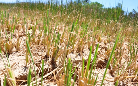 在朔庄省，海水入侵给近1.4万公顷的稻田造成不同程度的损失和影响。