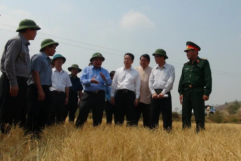 阮春福副总理对诸甫县诸顿乡200公顷的水稻田地进行实地考察（图片来源：越通社）
