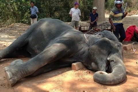 柬埔寨一只大象因高温炎热天气死亡