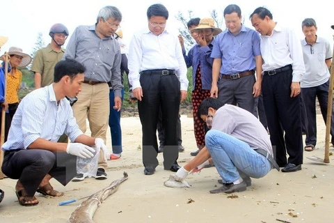 越南中部四省出现大量水产品异常死亡现象（图片来源：越通社）