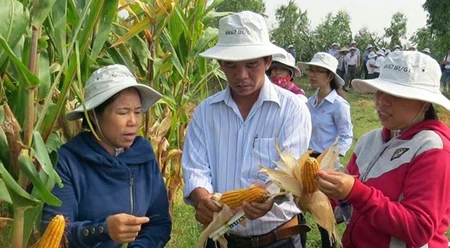富安省西和县和新西乡的高产杂交玉米种植模式（图片来源：越南人民报）