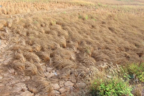 越南九龙江三角洲地区发生严峻干旱（图片来源：越通社）