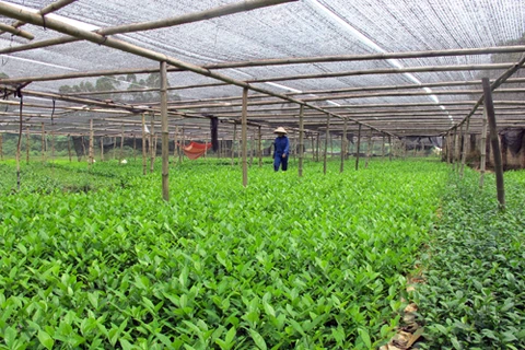 富寿省富田农业合作社茶叶生产模式。（图片来源：baophutho.vn）