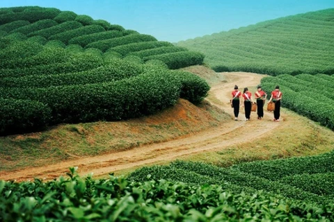 木州高原的茶田（图片来源：越南人民报）