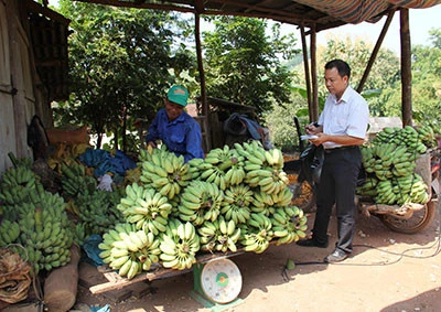 莱州省霍隆边境乡农民靠种植香蕉脱贫（图片来源：越南之声）
