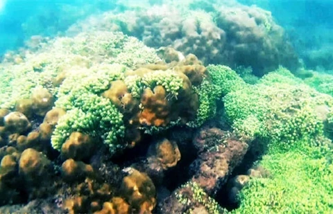 昏果岛周围多姿多彩的珊瑚礁和多样海洋生物（图片来源：人民军队报）