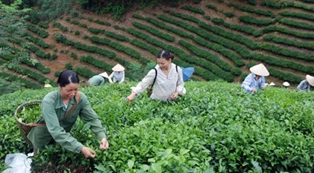新潮乡永新村村民采收茶叶（图片来源：越南人民报）