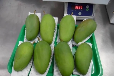 越南首批新鲜芒果亮相澳大利亚市场（图片来源：越通社） 