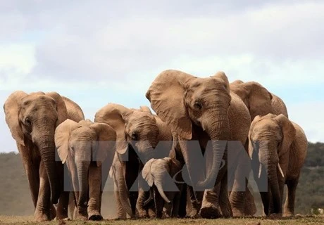 大象（图片来源：法国新闻社）
