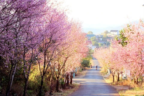 大叻市樱花（图片来源：因特网）
