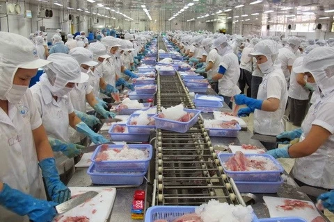 越南茶鱼加工企业（图片来源：越通社）