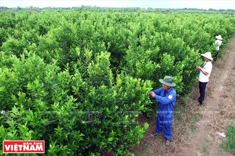 南药的金橘种植区面积为5公顷，供配制咳嗽药(图片来源：越南画报）