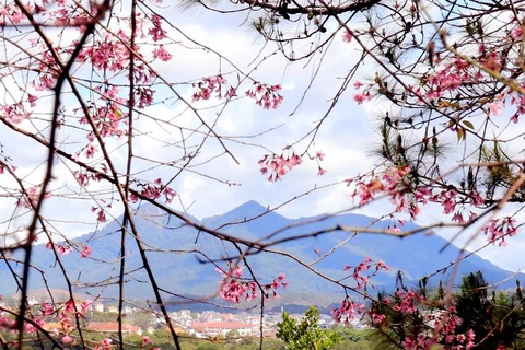 ​浪平山顶的樱花四处盛开（图片来源：人民报）