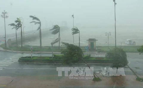 第十号台风已登陆广平省，造成特大暴雨，内陆普遍出现​12-13级大风。