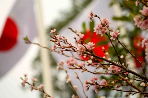 日本樱花在李太祖花园盛开 （组图）