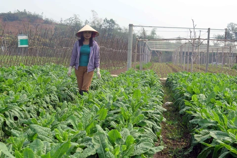 太原省越南良好农业规范认证标准的农场（组图）
