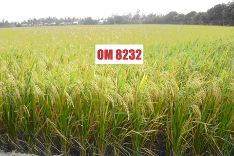 越南九龙江平原水稻研究院育种的水稻
