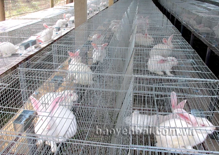 日本NipponZoki有限公司在安沛省文振县尚鹏罗乡开展的兔子养殖项目