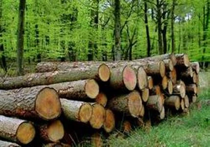 附图：老挝严禁所有未经加工的木材出口，使得老挝对中国的木材出口大幅下降