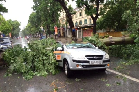 台风吹倒树木砸坏汽车