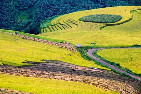 意迪是老街省巴刹县的一个山区乡。每逢9月，这里的一块块稻田披上了金黄色的外衣。蜿蜒的路把游客带到独特的空间（图片来源：vnexpress.net）