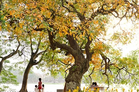 还剑湖湖畔的一棵玉蕊古树。（图片来源：越南《人民报网》）