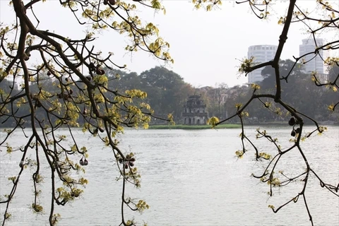 春天，还剑湖畔木鱼树发芽吐蕾。（图片来源：越通社《越南画报》）