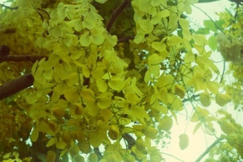 阿勃勒带有阳光色，每逢盛开就像春节挂上的灯笼。当微风吹过、花串随风“跳舞”。春初路过满路盛开金黄色的阿勃勒，过路人不禁驻足，入迷瞻仰其魅力（图片来源：baophapluat.vn）