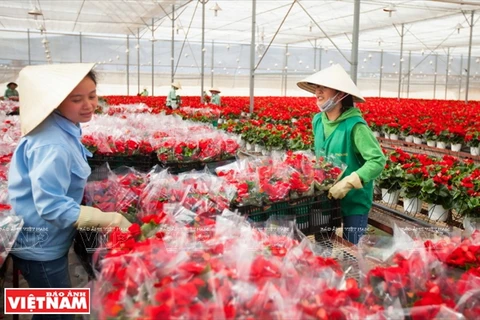 Dalat Hasfarm公司人员采收花卉。