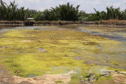 金瓯省遭受严重旱情和海水入侵现象，养虾业严重受损