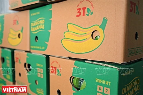 顺心成有限责任公司每日出口约20吨香蕉，远销俄罗斯、马来西亚、韩国及阿拉伯各国。
