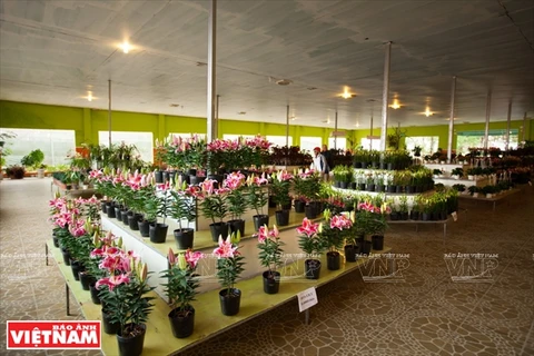 大叻花林生物工艺股份公司的盆花展示厅。