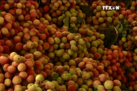 越南北部首次举办水果节