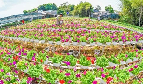 沙沥花村有着悠久的花卉种植传统（图片来源：越南《人民军队报》）
