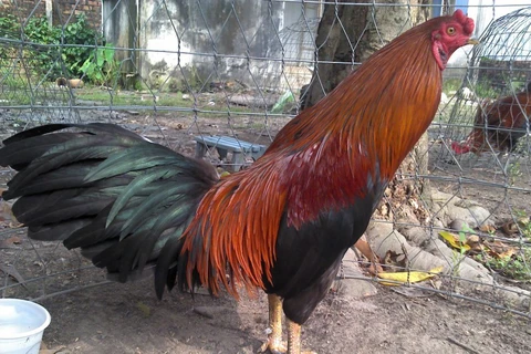 越南最著名的斗鸡品种—高领斗鸡