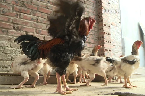 京北地区享有盛名的胡镇贡鸡