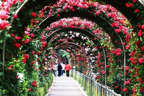 越南规模空前的玫瑰节即将亮相河内