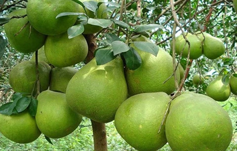 越南槟椥省绿皮柚子颇受多国市场的青睐