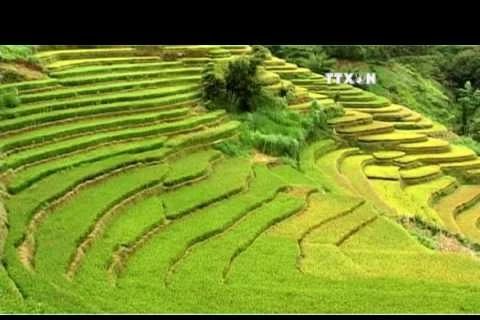 越南安沛省穆庚寨梯田跻身全球五十大最美的旅游景点