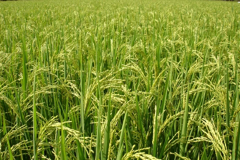 越南农民采用国际标准推动稻米可持续生产