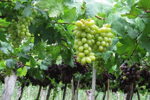宁顺省农民采用越南良好农业规范 种植葡萄致富