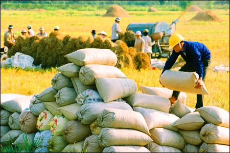 今年第一季度越南主力农产品呈现下降趋势