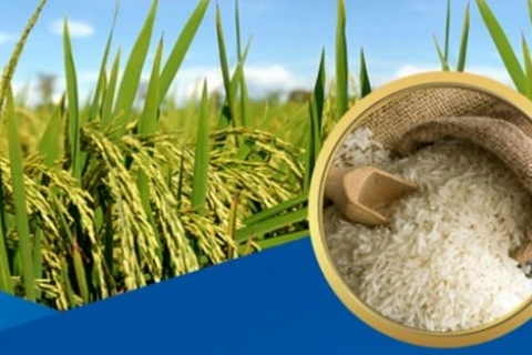 越南是全球第6大水稻播种国家