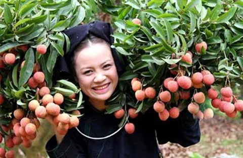 北江省陆岸荔枝品牌在7个国家受到保护