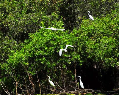 大湄公河次区域生物多样性保护工作面临诸多挑战