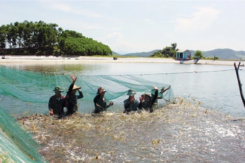  越南虾类产业推行清洁养殖新模式