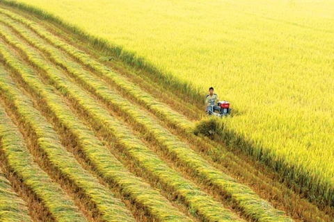 越南农业面临GDP增速3.05%的挑战