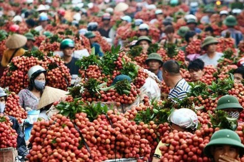 越南加大对中国的蔬果出口力度