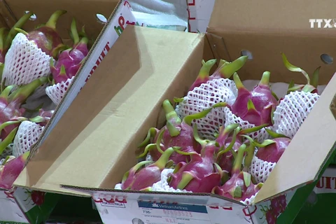 越南首批新鲜火龙果在澳大利亚出售