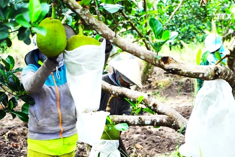 越南企业积极打造水果“产加销一条龙”格局